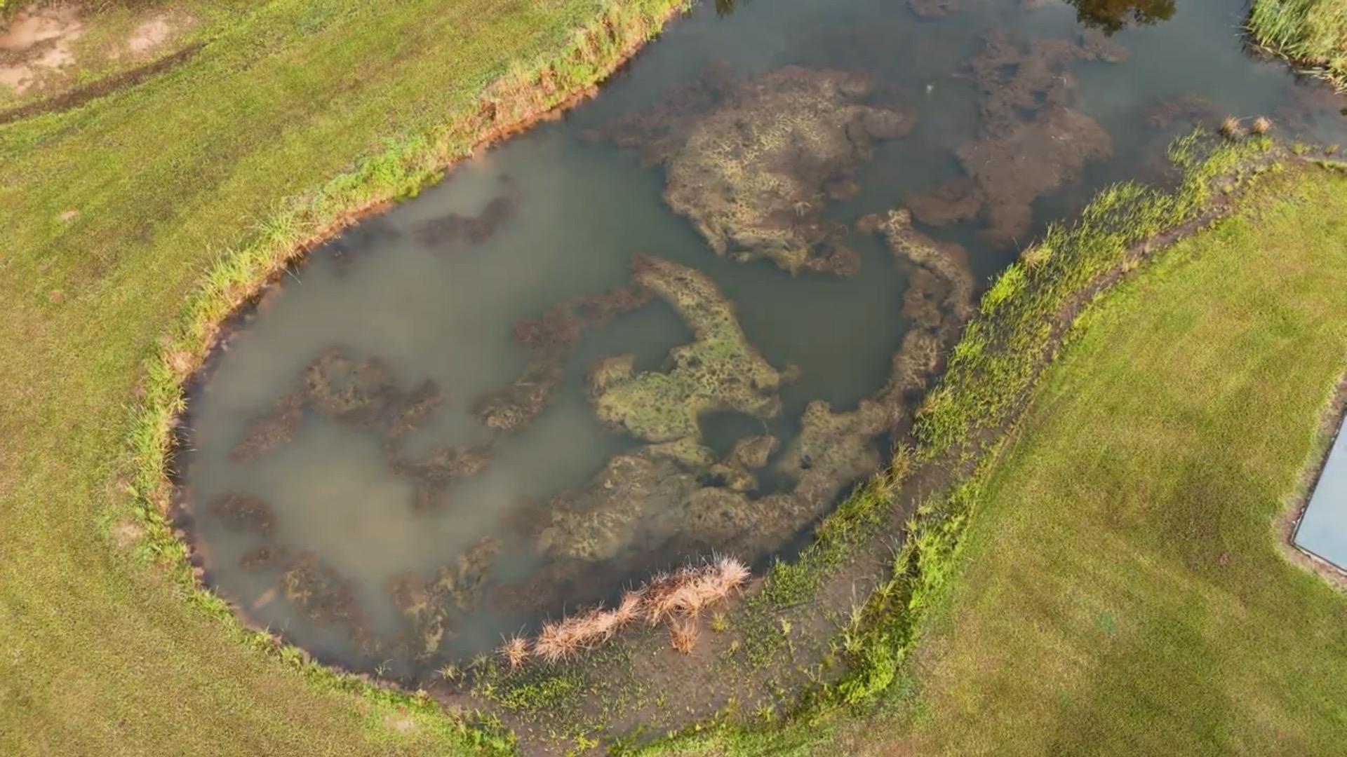 Pond Doctor project